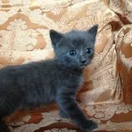 Невероятно красивый котенок голубого окраса в добрые руки