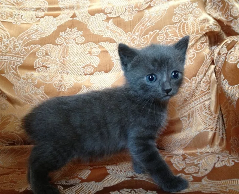 Невероятно красивый котенок голубого окраса в добрые руки