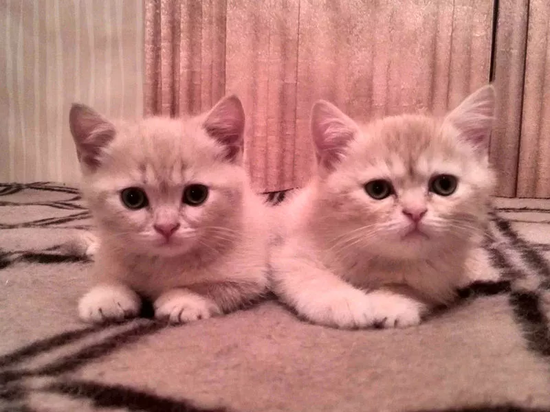 Продаются клубные очаровательные британские плюшевые котята,  мальчики  2