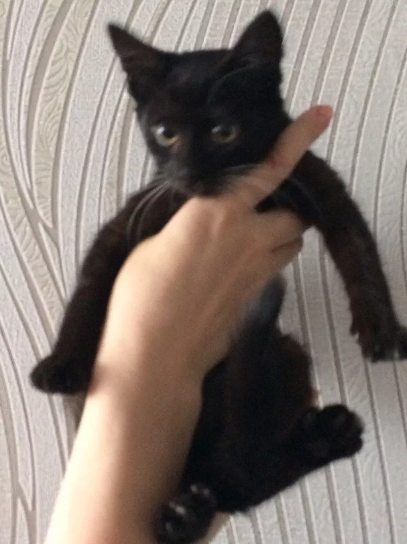 Черный котенок даром