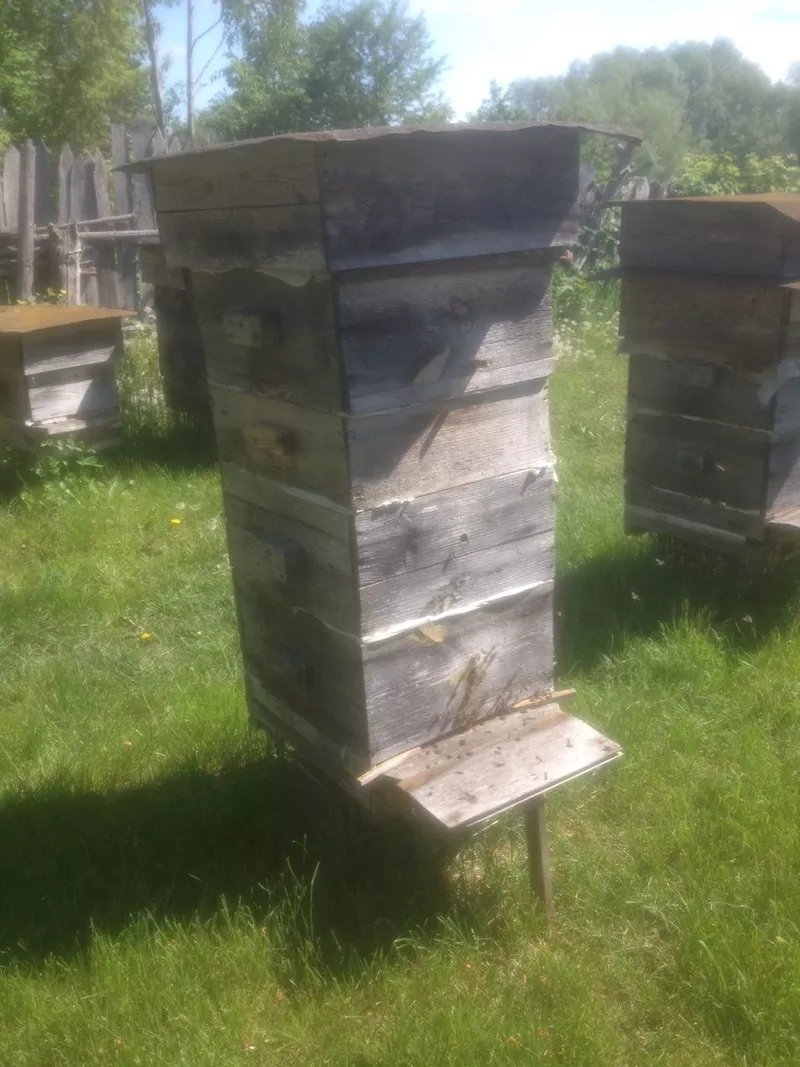 Пчелиные домики с сушью 4