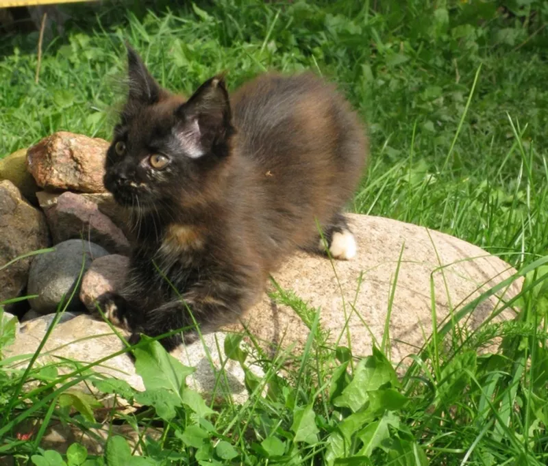 Котята мейн-куны с родословной WCF 3